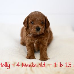 Holly Berry - Red  female Goldendoodle puppy in Ivins, Utah from Hygge & Hound by McKenzie