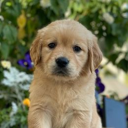 Golden Retrievers, Labrador Retrievers, and Poodles from Dream Pup