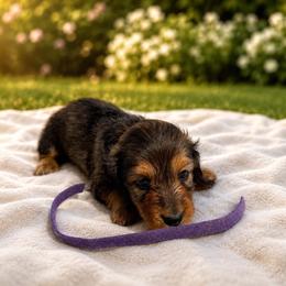 Purple collar female - Red female Dachshund puppy in Pleasant Plains, Arkansas from JGBs Dachshunds