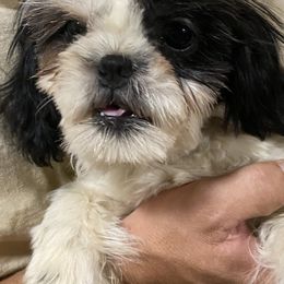 Zena - Shih Tzu