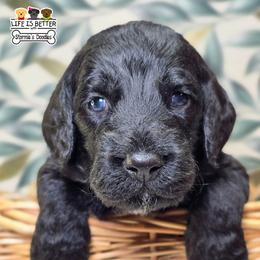 Green - Black male Goldendoodle puppy in Rockledge, Florida from Stormie's Doodles