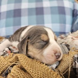 Blue tri girl - Blue tan and white female Beagle puppy in Spring Branch, Texas from Lost Trail Kennels