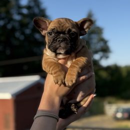French Bulldog Puppies from Maier Kennels