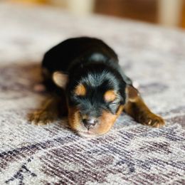 Yorkshire Terriers from Hunting Hills Yorkies
