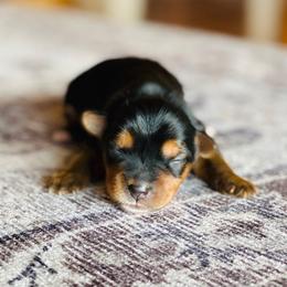 Yorkshire Terriers from Hunting Hills Yorkies