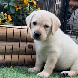 Girl 2 - Yellow female Labrador Retriever puppy in Wilson’s, Virginia from Cedar Hill Farm Labradors