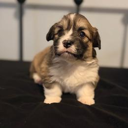 Min - Red female Pembroke Welsh Corgi puppy in Belle Fourche, South Dakota from BellamyHills Corgis
