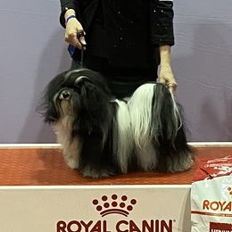 Dovey - Havanese