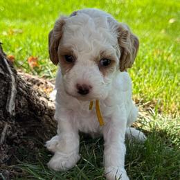 Padme' - Yellow - Blenheim female Cavapoo puppy in South Jordan, Utah from Simply Sweet Paws. LLC