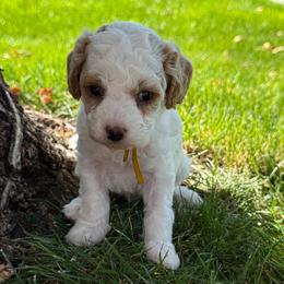 Padme' - Yellow - Blenheim female Cavapoo puppy in South Jordan, Utah from Simply Sweet Paws. LLC