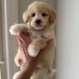Mister Green - Cream male Labradoodle puppy in Travelers Rest, South Carolina from Doodles of Love Labradoodles