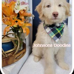 Aussiedoodle, Bernedoodle, and Goldendoodle Puppies from Johnson's Doodles
