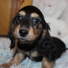 Boy 2 - Black and cream female Dachshund puppy in Craig, Colorado from Rocky Mountain Shih Tzus and Dry Creek Miniature Dachshunds
