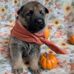 Junior - Sable male German Shepherd puppy in Sierra Vista, Arizona from KnightWatch K-9