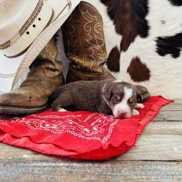 'Brianna' - Red tri-color female Australian Shepherd puppy in Durand, Wisconsin from Larson’s Legacy Aussome Aussie Kennels