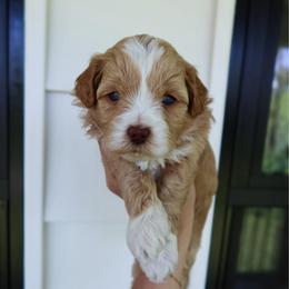 Liberty - female Cavapoochon puppy in Morris, Pennsylvania from Heartland Puppies