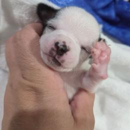 Breeze - Black and white male Chihuahua puppy in Buffalo, New York from CristinaXio Chihuahuas