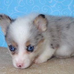 Australian Cattle Dog and Pembroke Welsh Corgi Puppies from Heelers in Texas