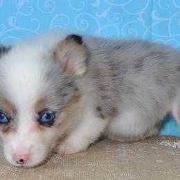 Australian Cattle Dog and Pembroke Welsh Corgi Puppies from Heelers in Texas