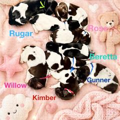 German Shorthaired Pointer Puppies from Lisa’s GSP’s
