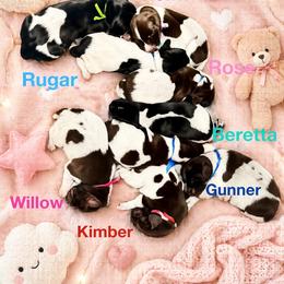 German Shorthaired Pointer Puppies from Lisa’s GSP’s