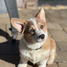 Millie - Pembroke Welsh Corgi