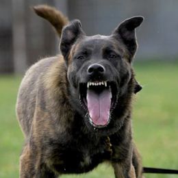 Ready - Dutch Shepherd