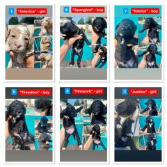 Irish Doodle puppies from Fife Doods