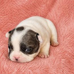 Sugar - Black and white female French Bulldog puppy in Maplewood, New Jersey from Poos&Bulls Keepsake