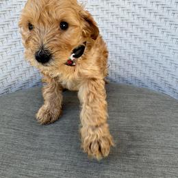 Rocky - Apricot male Goldendoodle puppy in Davie, Florida from Daviegoldendoodles