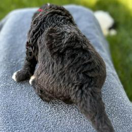 Mr. Red-Bright Pink - Black and white male Aussiedoodle puppy in Williamsburg, Iowa from Terry Lynn's Aussiedoodles/Blue Dog Ranch