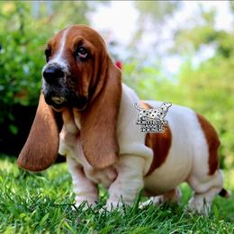 Coast - Mahogany and white female Basset Hound puppy in Pollock, Missouri from Northstar