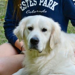 Tristan - Golden Retriever