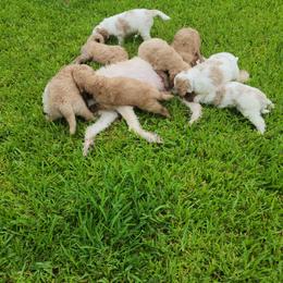 Goldendoodle Puppies from Costa's Curly Canines