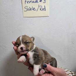 Honey - Sable female Pembroke Welsh Corgi puppy in Tucson, Arizona from D-S Ranch Corgis