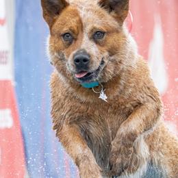 Australian Cattle Dogs from Spotted Ewe ACDs