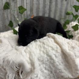 Orange Collar - Black sable male Belgian Malinois puppy in Muskegon, Michigan from Red Acres Working Line K9s