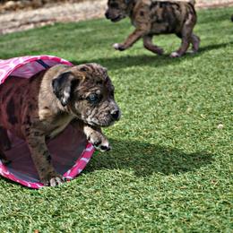 Molosser (Bully x)  Puppies from Miscela Molossers