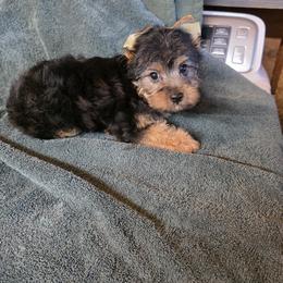 Boy 1 - Blue and gold male Yorkshire Terrier puppy in Colton, Oregon from Yorkies & More R US