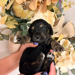 Raven SILKY 3800 - Black and tan female Dachshund puppy in Mayville, Michigan from Teenie Little Hearts