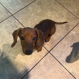 Dachshund Puppies from Mulberry Dachshunds