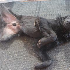 Mr Blueberry - Black Double Doodle puppy in Kanarraville, Utah from Mary's Crazy Double Doodle Doggies