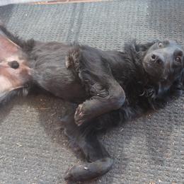 Mr Blueberry - Black Double Doodle puppy in Kanarraville, Utah from Mary's Crazy Double Doodle Doggies