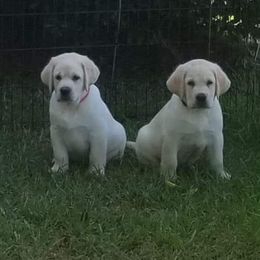 Labrador Retriever Puppies from KevMar Labradors