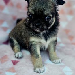 Millie - Black and silver female Chihuahua puppy in Robeline, Louisiana from Cane River Chihuahuas