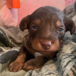 Teddy - Red phantom male Aussiedoodle puppy in Bee Branch, Arkansas from Scroggins Creek Doodles