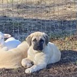 Anatolian Shepherd Dogs from Sunset Ridge Farm