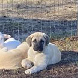 Anatolian Shepherd Dogs from Sunset Ridge Farm