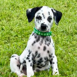 Roxie - White and black female Dalmatian puppy in Mt. Vernon, Texas from Double B