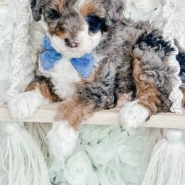 Chewbacca - Blue merle male Bernedoodle puppy in Otisville, Michigan from Danie’s Darling Doodles LLC